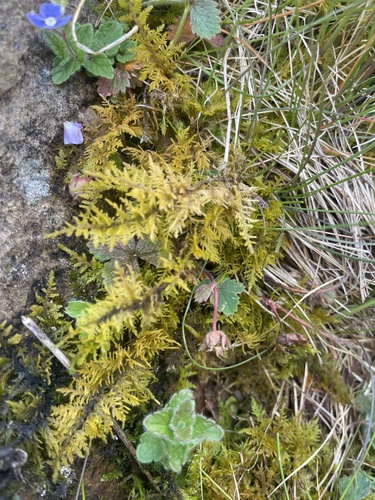 Thuidium assimile observed 2026-05-18