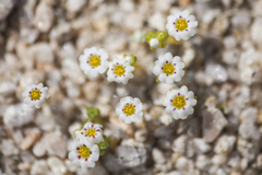Linanthus maculatus