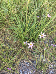 Romulea rosea australis