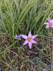 Romulea rosea australis