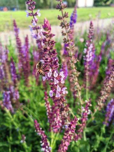Western Honey Bee