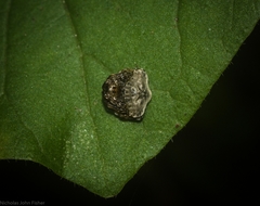 Arkys speechleyi