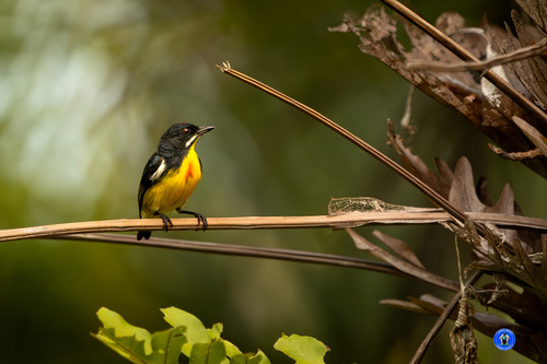 Prionochilus plateni observed 2026-05-19