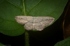 Scopula desita