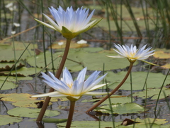 Nymphaea elegans