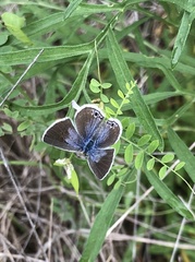Echinargus isola