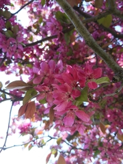 Prunus