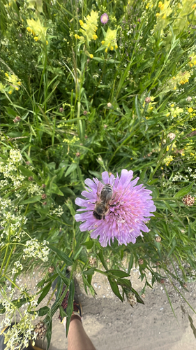 Bienen