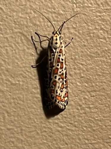 Heliotrope Moth