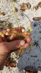 Polygonum dentoceras