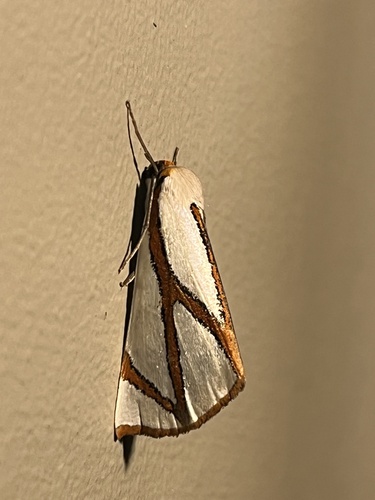 Angled Satin Moth