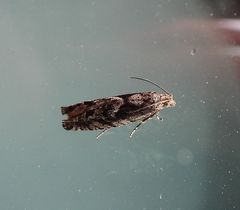 Pseudexentera maracana