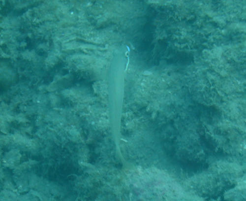 Valenciennea randalli observed 2026-05-16