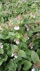 Symphytum × hidcotense