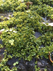 Chrysosplenium americanum