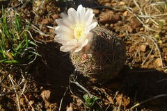 Echinomastus intertextus