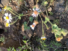 Amauria rotundifolia