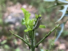Derospidea brevicollis