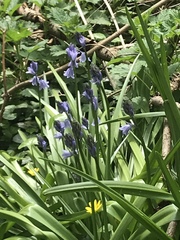 Hyacinthoides