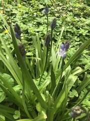 Hyacinthoides