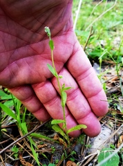 Myosotis verna