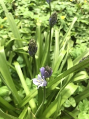 Hyacinthoides