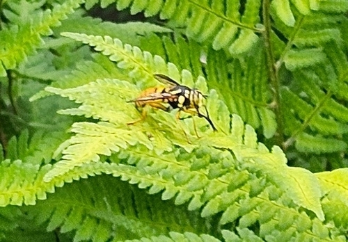 Broad-banded Hornet Fly photo 4