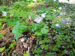 Phacelia bipinnatifida