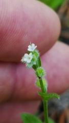 Myosotis verna
