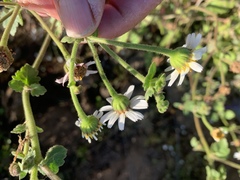 Amauria rotundifolia