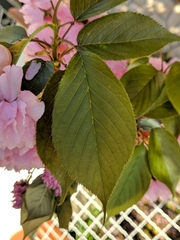 Prunus serrulata