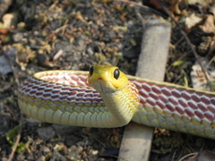 Chironius spixii