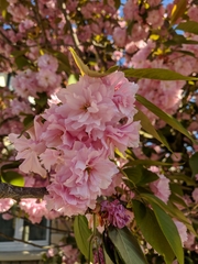 Prunus serrulata
