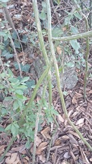 Selenicereus spinulosus