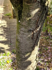 Prunus serrulata