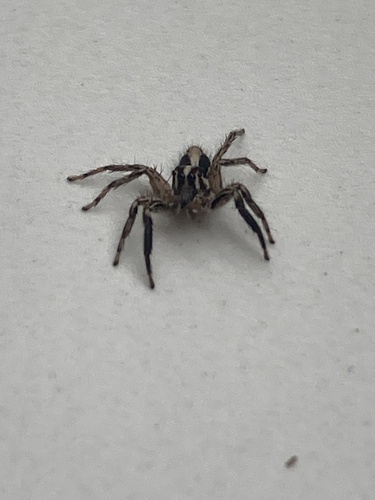 Pantropical Jumping Spider