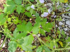 Phacelia bipinnatifida