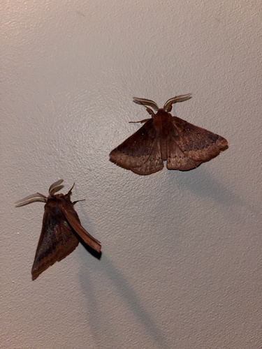 Anthela rubeola