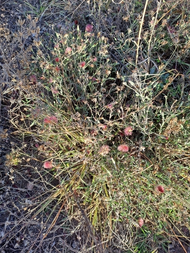 Noticastrum diffusum, photograph 3