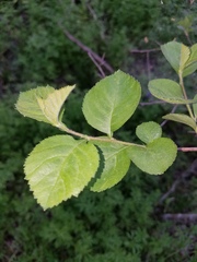Crataegus mollis