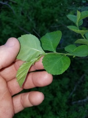 Crataegus mollis