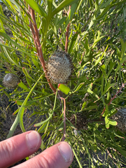 Isopogon trilobus