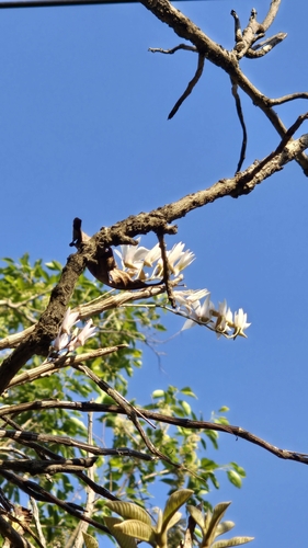 Dendrobium barbatulum, photograph 1