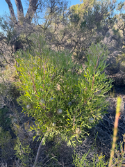 (c) Tyler Anthony, some rights reserved (CC BY) Isopogon trilobus, photograph (c) Tyler Anthony, some rights reserved (CC BY)