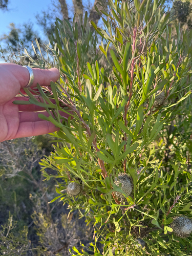 Isopogon trilobus, photograph 2