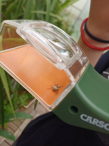 Two-tubercled Orb-web
