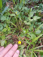 Ranunculus hispidus