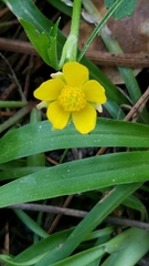 Ranunculus hispidus