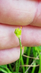 Ranunculus hispidus