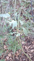 Chiococca pachyphylla